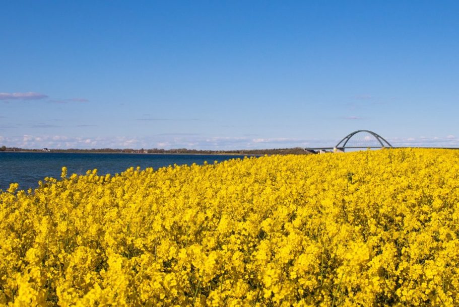 Red Poppy Blick auf die Fehmarnsundbrücke mit einem Feld blühender Mohnblumen im Vordergrund